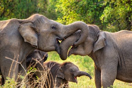 Yala National Park Tour from Hambantota Port Janaka Safari