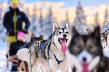 Experience 5-km Husky Safari from Levi