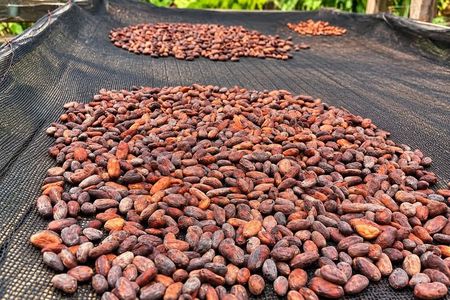 Bohol Chocolate Making and Farm Tour