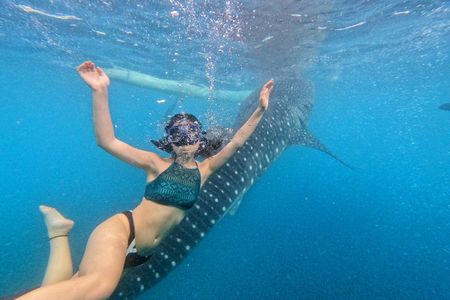 Oslob Whale Shark & Tumalog Waterfalls & Sumilon Sandbar