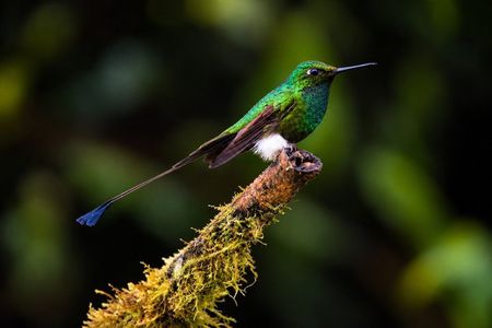 Mindo Cloud Forest Tour: Hummingbirds, Birdwatching & Waterfalls