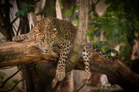 Skip the Line Yala National Park Private VIP Tour