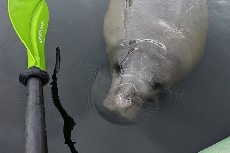 Orlando Manatee Encounters
