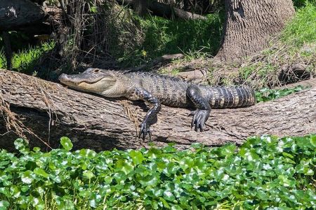 Orlando Alligator Experience
