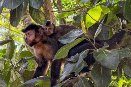Tijuca Forest: Hiking, waterfalls, cave, and wildlife