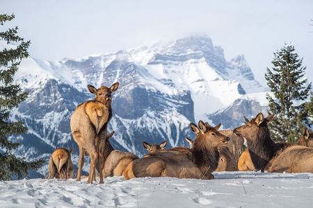 Banff Highlights & Wildlife | Award-Winning Small Group Tour