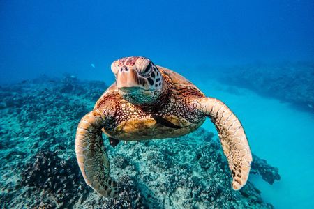 Turtle Canyon Snorkel Semi-Private Adventure Boat