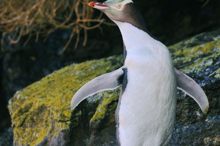 Wildlife and Penguin Tour