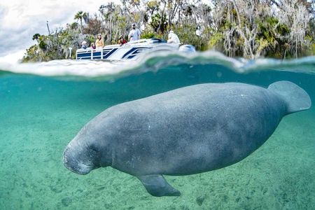 Crystal River Wildlife & Scenic Boat Tour