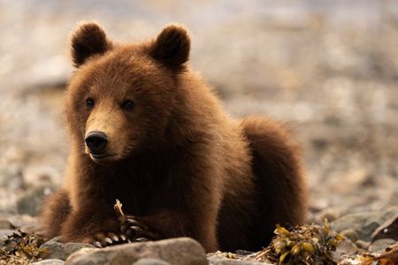 Pack Creek Brown Bear Viewing Juneau
