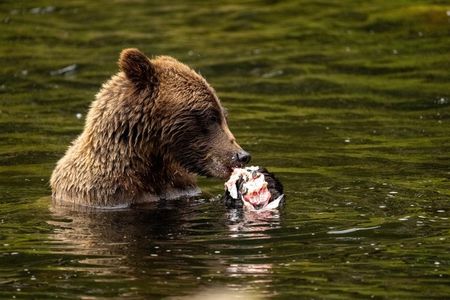 Waterfall Creek Brown Bear Viewing Juneau