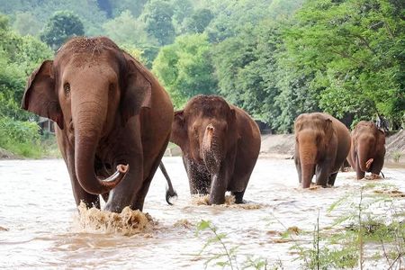 Taj Mahal Sunrise Tour from Delhi with Elephants & 5* Breakfast