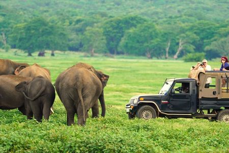 Private Jeep Safari at Minneriya National Park to Visit Elephants
