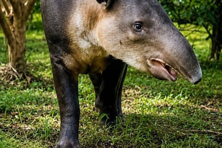 Rainforest Secrets & Wildlife Adventure