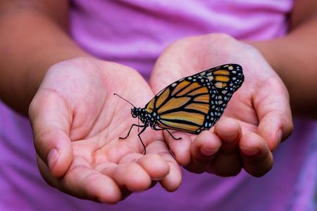 Penang City and Entopia Butterfly Farm Tour