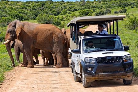Full day Addo Elephant Park Tour