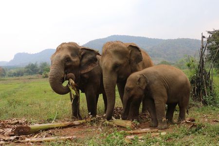 Premium Half-Day Ethical Elephant Care Experience Max 9 Guests