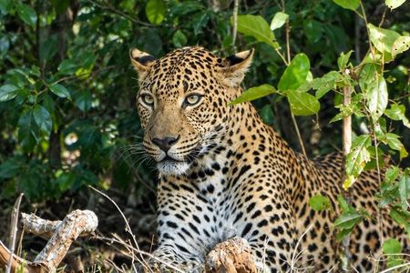 Special Yala safari from Hambanttota port Yala Nisha safari