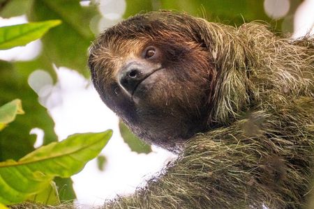 Sloth Watching Tour in Arenal – Easy Nature Walk for All Ages