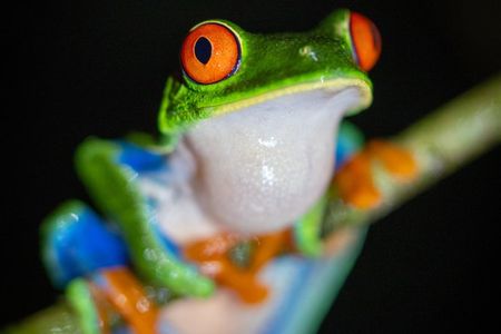Combo Twilight Experience : Sloth Encounter, snack & Night Walk