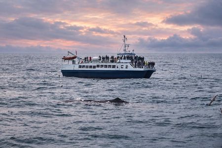 Tromso: Whale Watching Cruise with Marine Expert Guide