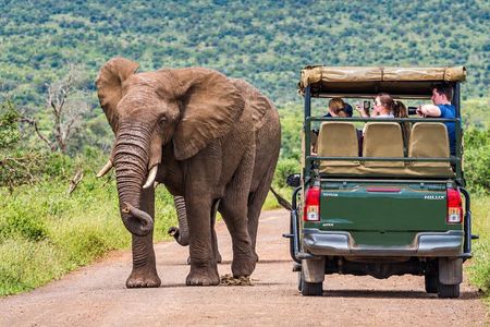 Full Day Exquisite Pilanesberg Safari from Johannesburg