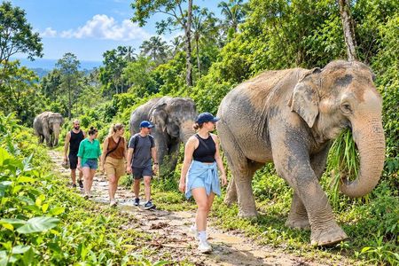 Patong Small-Group Elephant Forest Walk and Keeper Stories