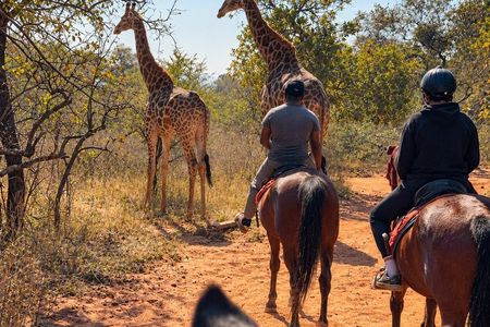 Exhilarating Horseback Safari from Johannesburg