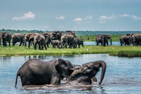 Chobe Extended Day Trip from Victoria Falls - Small Group