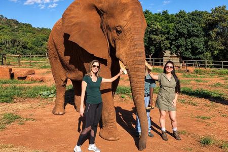 Elephant Sanctuary Tour from Johannesburg