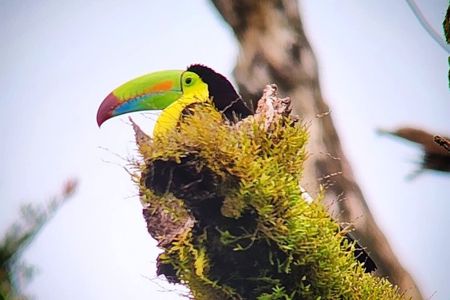 Birdwatching Tour: Tilarán Mountains & Coffee Farms