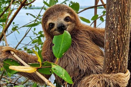 Gamboa Wildlife and Sloth Sanctuary Tour with Pickup