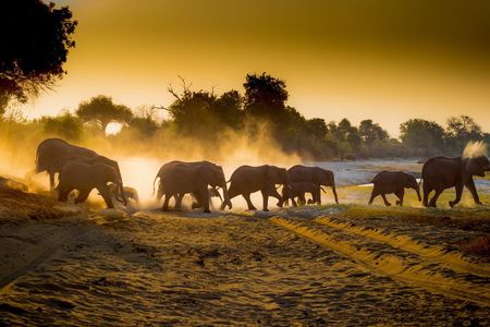 Small Group: Zambezi National Park Guided Game Drive