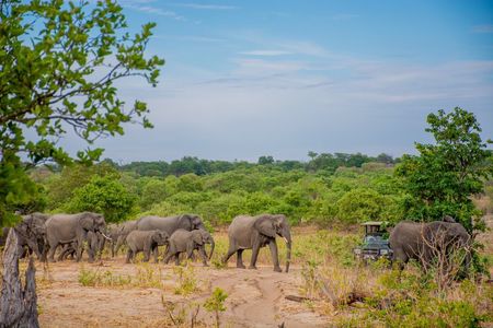 5-Day Ultimate Triple Country Safari: Zimbabwe, Zambia & Botswana