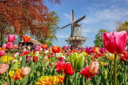 Private Excursion to Keukenhof gardens