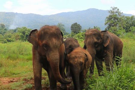 Premium Half-Day Ethical Elephant Care Experience Max 9 Guests