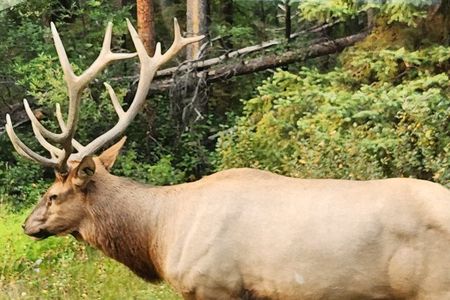 Banff Scenic Highlights & Wildlife Tour