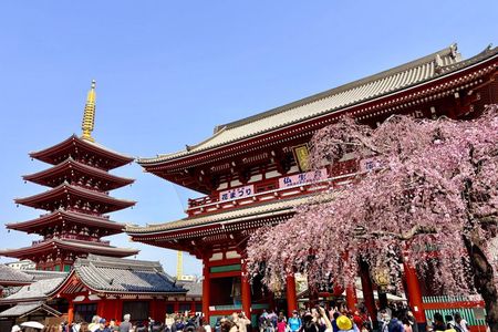 Tokyo Private Half-Day Highlights Tour by Car with Guide