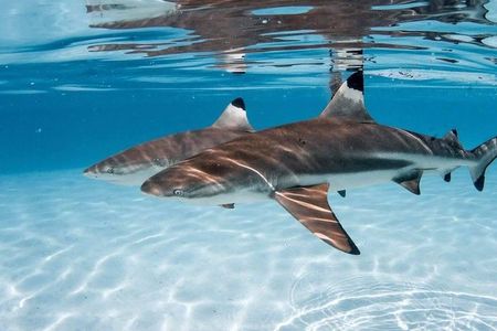 Ocean Wildlife Expedition; Swim With Whales, Sharks, & Rays Half-Day Boat Tour