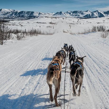 Dog Sledding - Subarctic Wilderness Tour