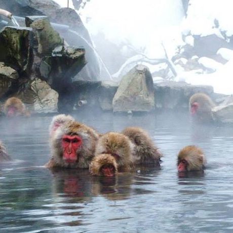 Snow Monkey in "Jigokudani Yaen-koen" & Obuse Town