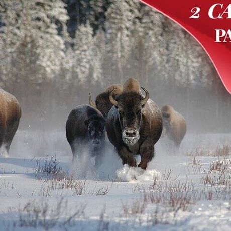 Yellowstone & Grand Teton National Parks Winter Tour 5-Day
