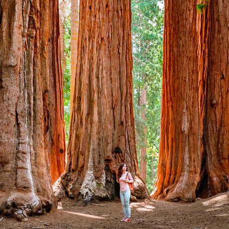 Yosemite Highlights: 5-Day Tour from San Francisco