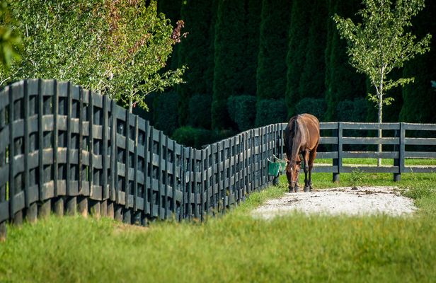 Horse Farm Tour of the Kentucky Bluegrass