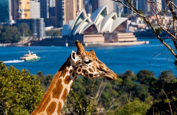 Sydney Taronga Zoo General Entry Ticket