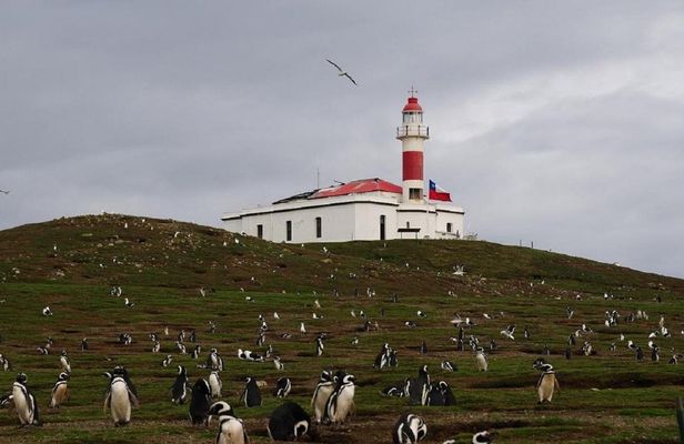 Magdalena Island boat tour from Punta Arenas