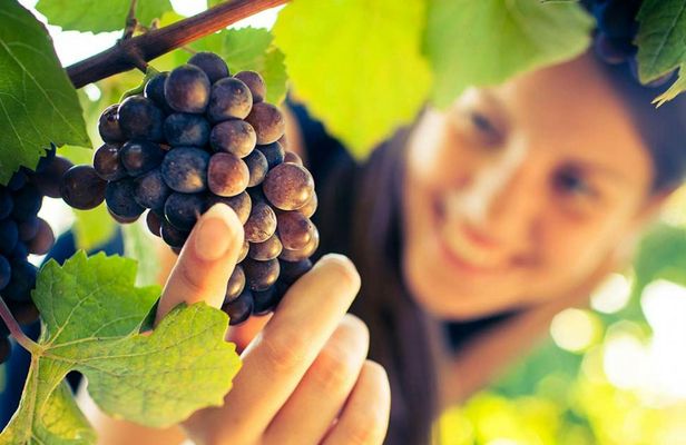 San Gimignano, Chianti and Montalcino Tour from Siena with Wine Tasting
