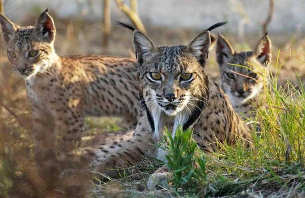 Doñana National Park 4x4 guided tour from Seville
