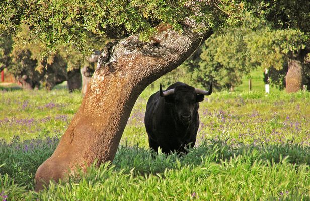 Bull-breeding farm guided half-day tour from Seville