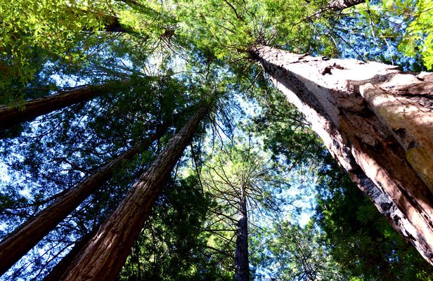 Redwoods and wine country escape from San Francisco